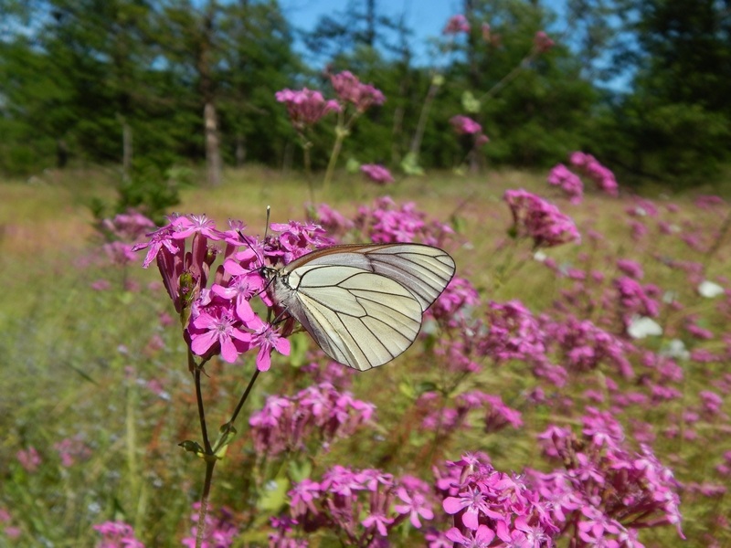 Banderuole al vento....